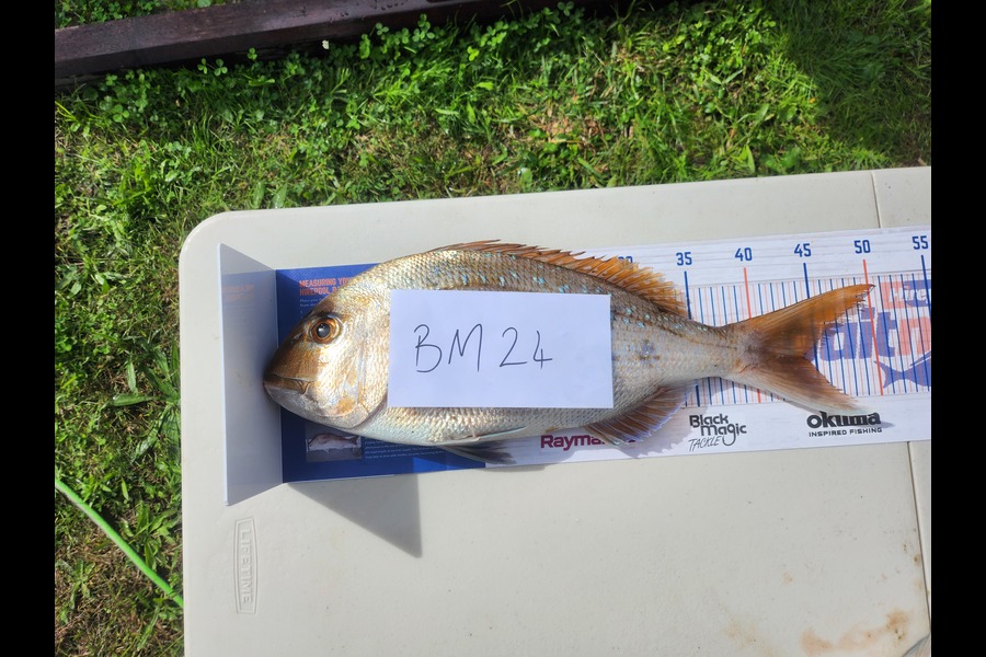 Daniel Simpson caught this 44.0cm Snapper at Bay of Plenty during The Export NZ Fishing Competition