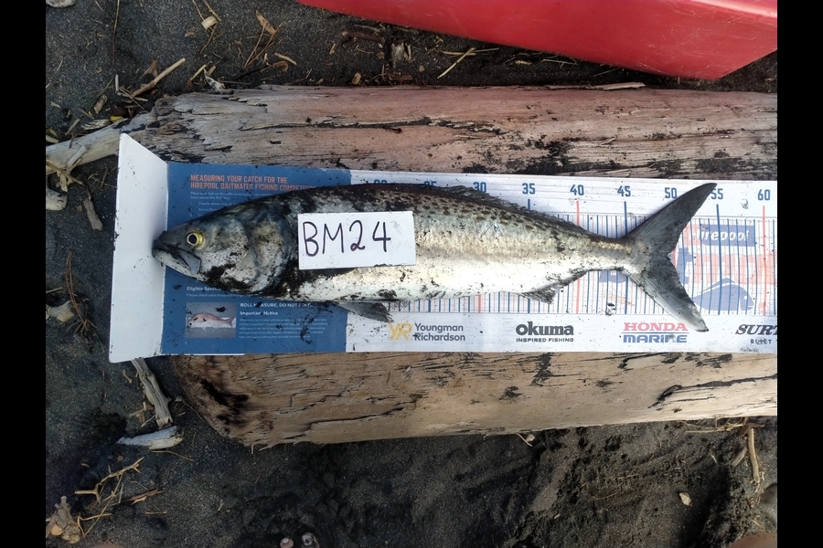 Roger Ratahi caught this 49.5cm Kahawai at Taranaki during The Export NZ Fishing Competition
