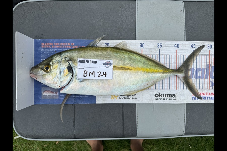 Cain Manley caught this 43.0cm Trevally at Bay of Plenty during The Export NZ Fishing Competition