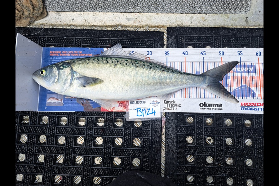 Harry Kovacs caught this 48.5cm Kahawai at Wellington during The Export NZ Fishing Competition