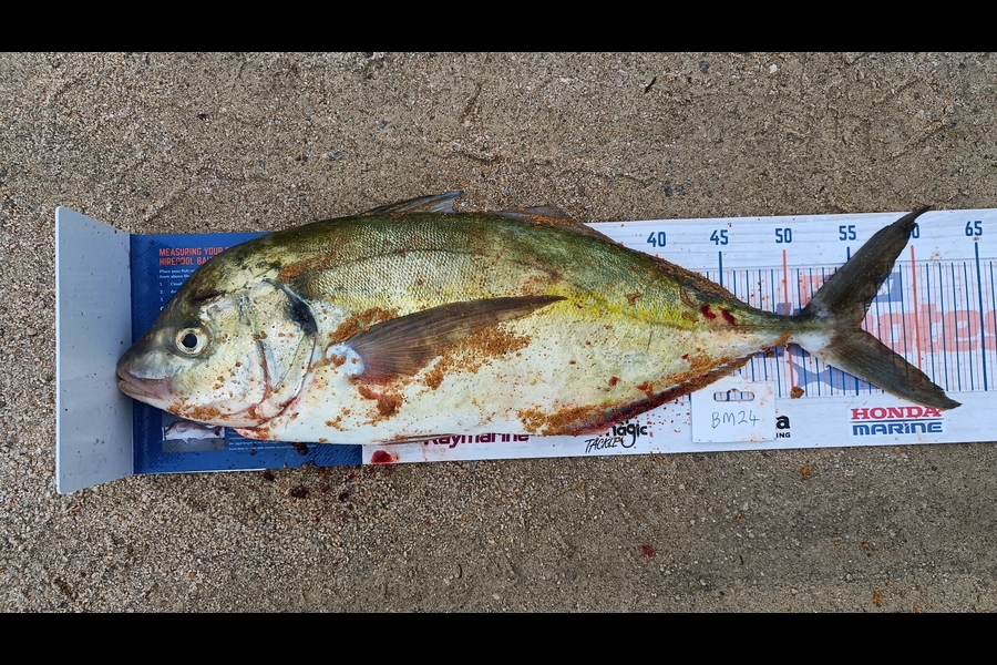 Tracy Holland caught this 55.5cm Trevally at Nelson/Marlborough during The Export NZ Fishing Competition
