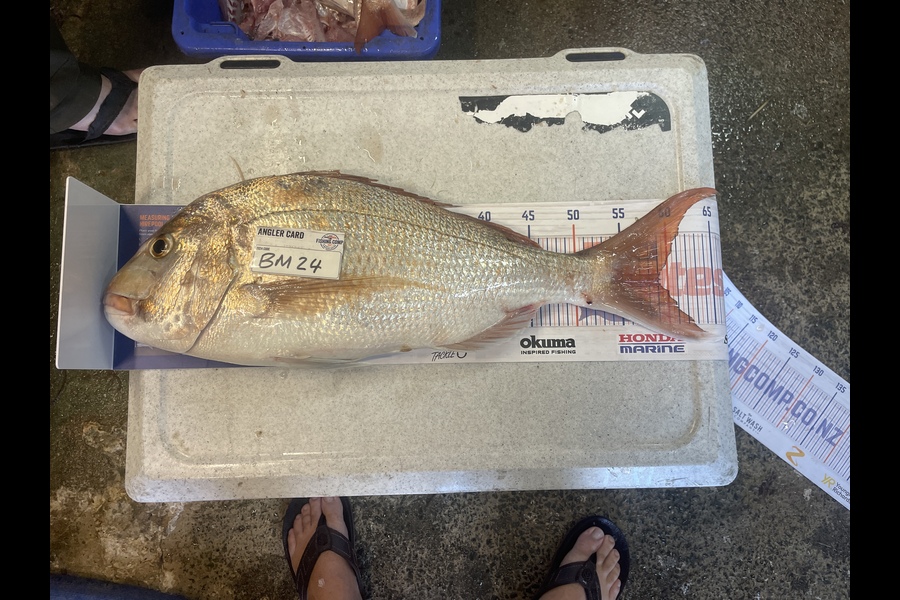 Craig Durbin caught this 59.0cm Snapper at Coromandel during The Export NZ Fishing Competition