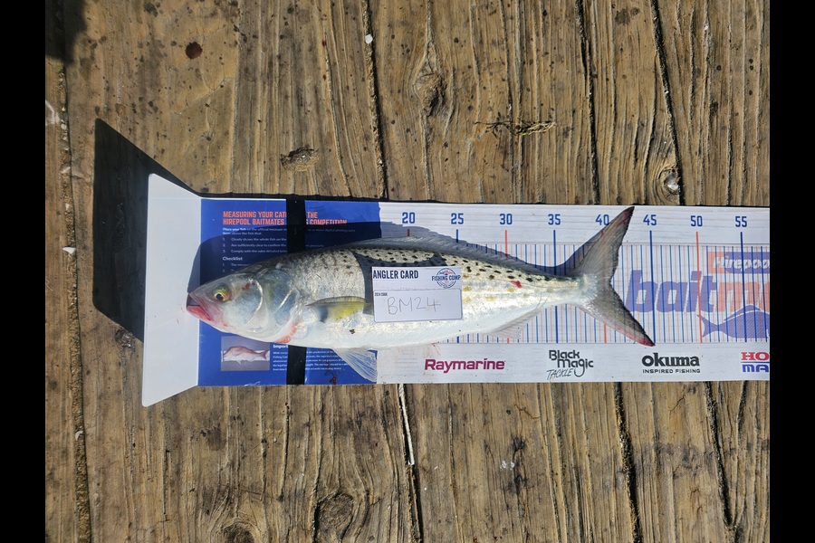 Cayleb Balks caught this 40.5cm Kahawai at Bay of Plenty during The Export NZ Fishing Competition