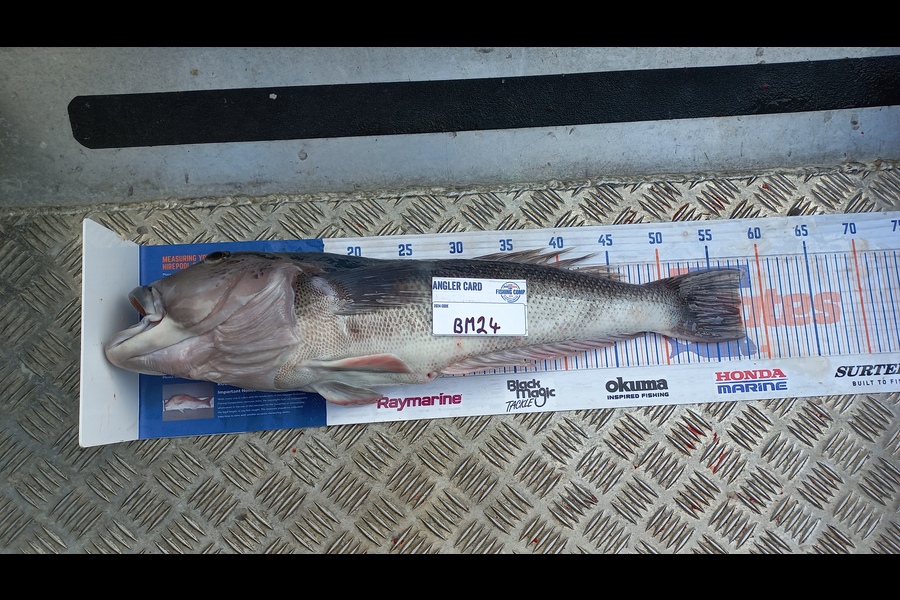 Kelvin Mckay caught this 57.5cm Blue Cod at Otago during The Export NZ Fishing Competition