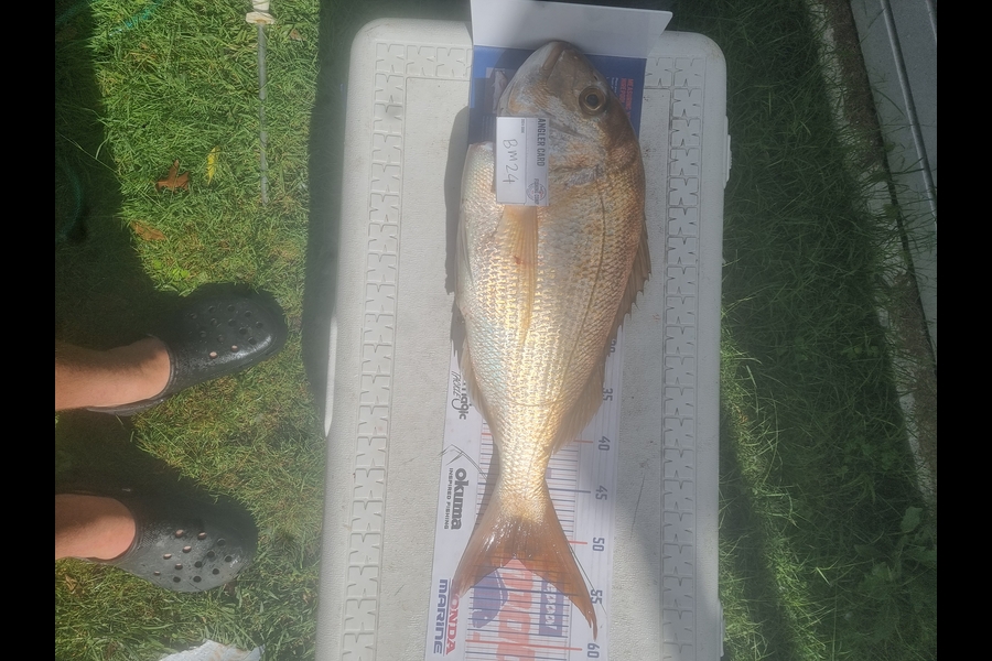 Bradley Weatherley caught this 52.0cm Snapper at Bay of Plenty during The Export NZ Fishing Competition