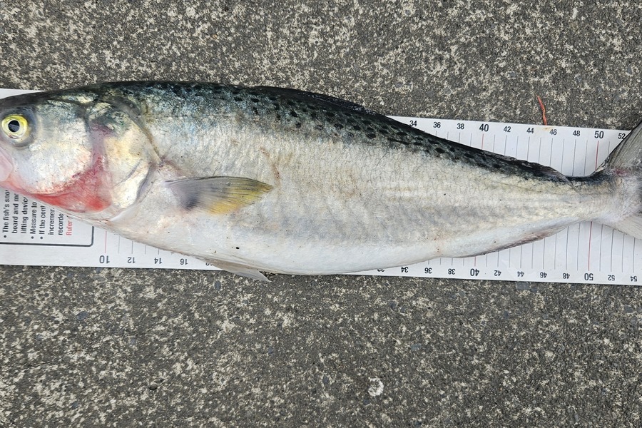 Kane Wrigglesworth  caught this 56cm Kahawai at Hawkes Bay during The Export NZ Fishing Competition