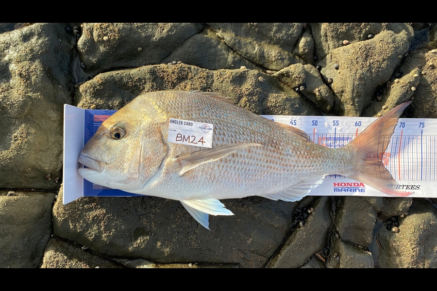 Jimmy Wong caught this 65cm Snapper at Auckland during The Export NZ Fishing Competition