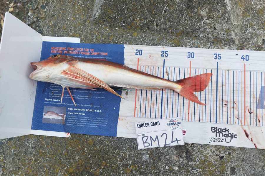 Jahlin Tehiko caught this 30.5cm Gurnard at Hawkes Bay during The Export NZ Fishing Competition
