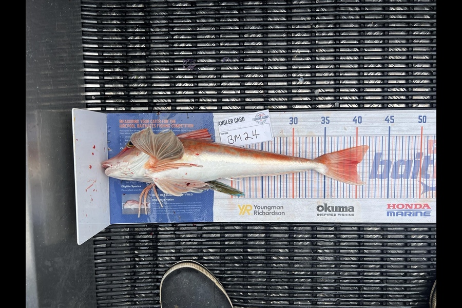 Shannon Scholes caught this 40.0cm Gurnard at Nelson/Marlborough during The Export NZ Fishing Competition