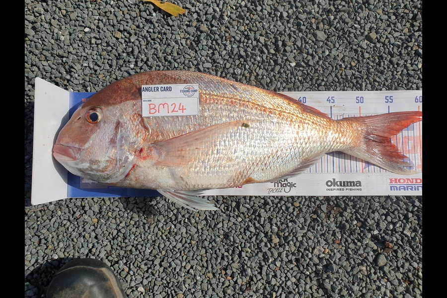 Rodney Niven caught this 49.5cm Snapper at Wellington during The Export NZ Fishing Competition