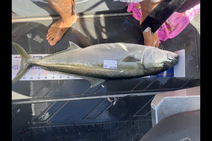 Jamie  White caught this 107.5cm Kingfish at Northland during The Export NZ Fishing Competition