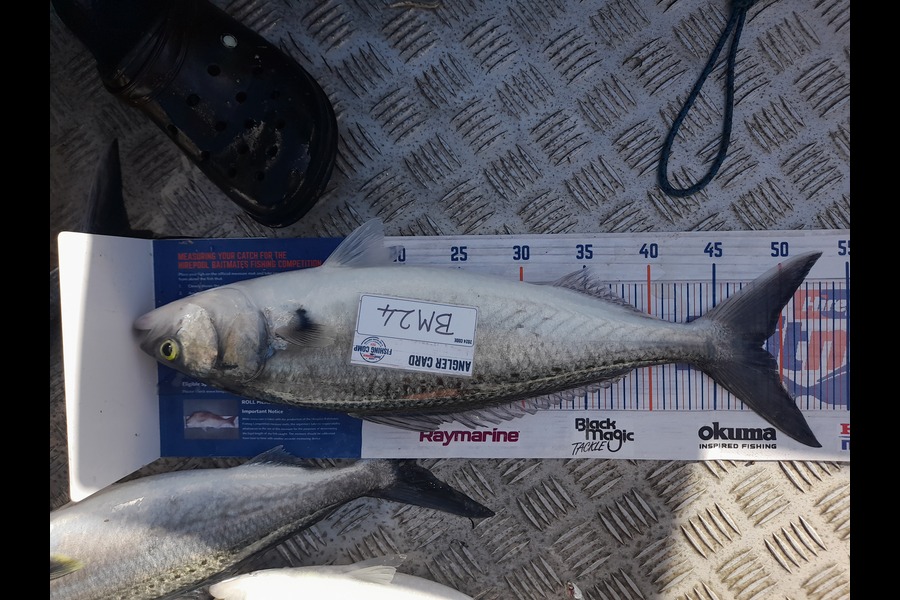 Andrew Stanford caught this 48.5cm Kahawai at Northland during The Export NZ Fishing Competition