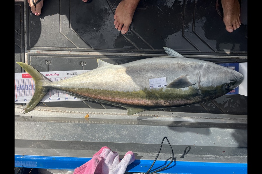 Cameron White caught this 118.5cm Kingfish at Northland during The Export NZ Fishing Competition