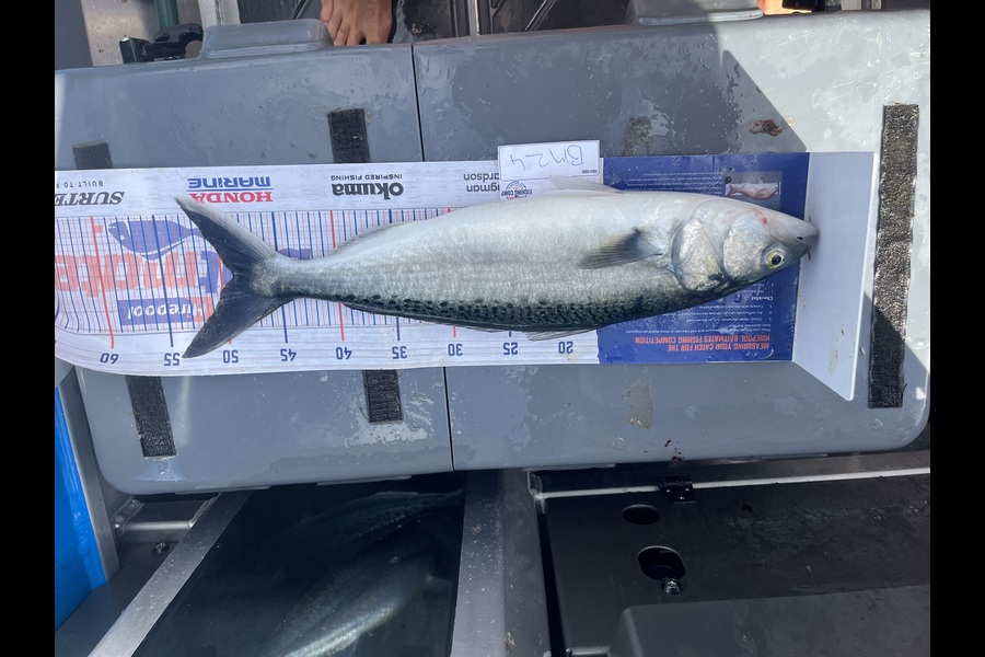Cameron White caught this 49.0cm Kahawai at Northland during The Export NZ Fishing Competition