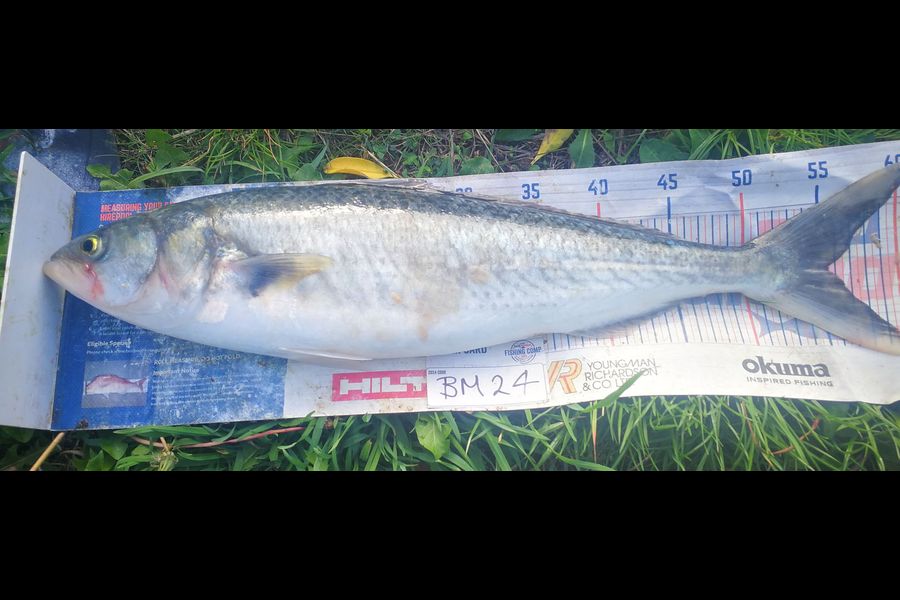 Leigh Page caught this 55.0cm Kahawai at Wellington during The Export NZ Fishing Competition