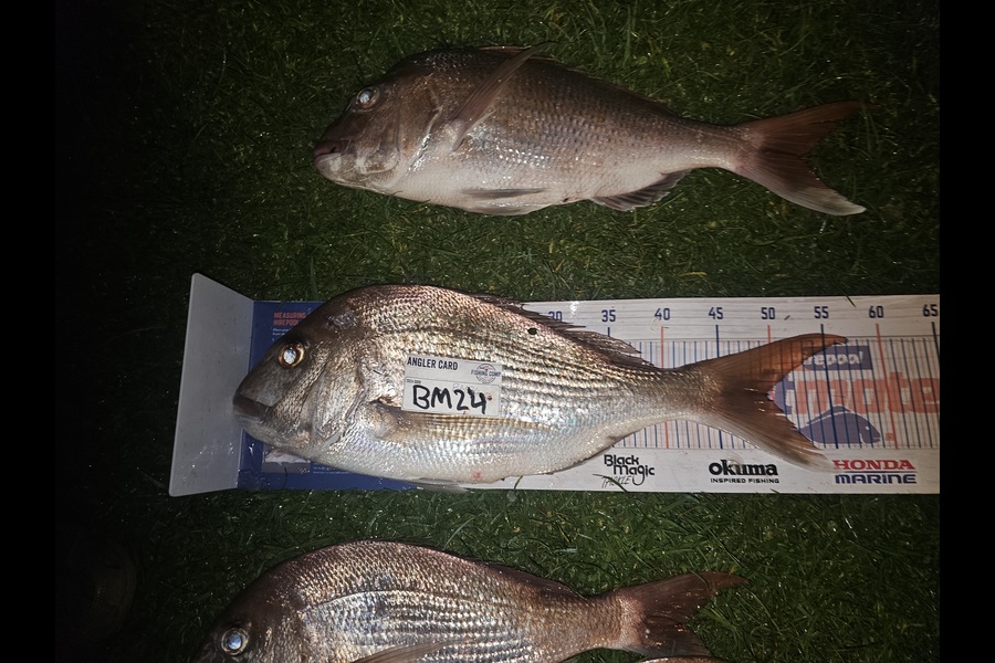 Steven Rawiri caught this 49.0cm Snapper at Coromandel during The Export NZ Fishing Competition