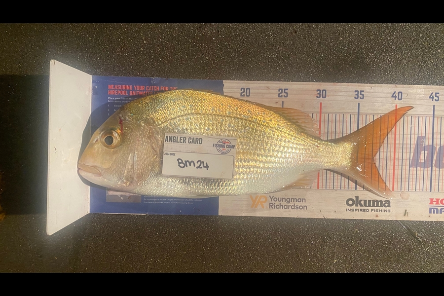 Nicholas Mowlem caught this 37.0cm Snapper at Coromandel during The Export NZ Fishing Competition