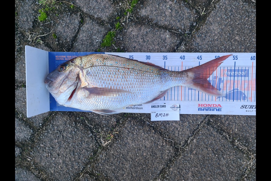 Scott Bassett caught this 47.0cm Snapper at Coromandel during The Export NZ Fishing Competition