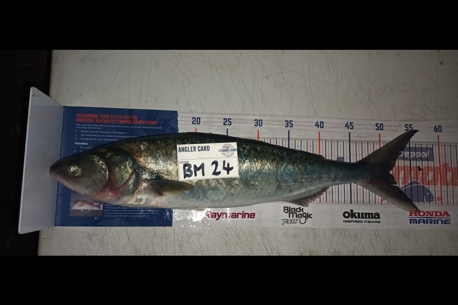 Mike Morphett caught this 51.0cm Kahawai at Northland during The Export NZ Fishing Competition