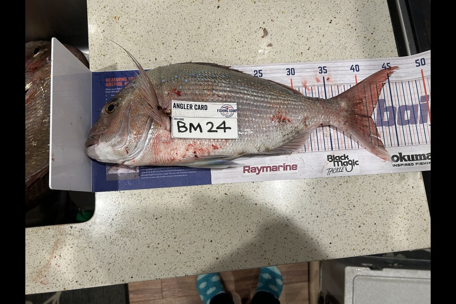 Jared Wilson caught this 41.5cm Snapper at Wellington during The Export NZ Fishing Competition