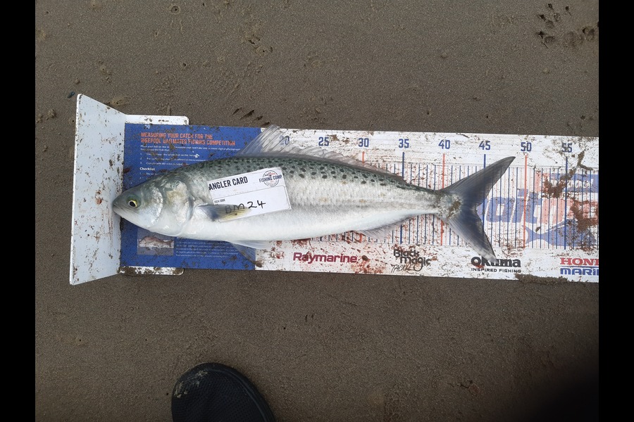 Clinton Emtage caught this 44.0cm Kahawai at Northland during The Export NZ Fishing Competition