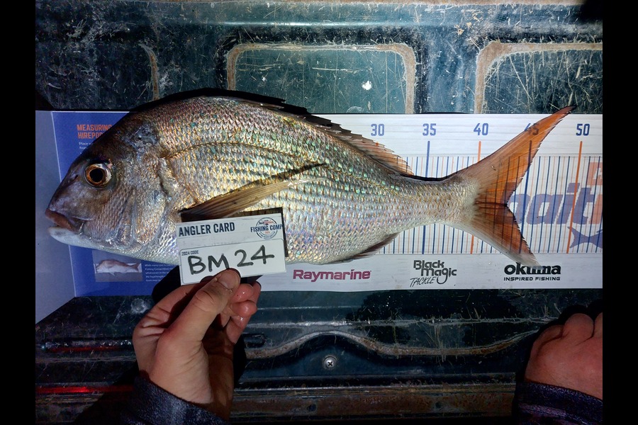Brett Wilson caught this 43.0cm Snapper at Wellington during The Export NZ Fishing Competition