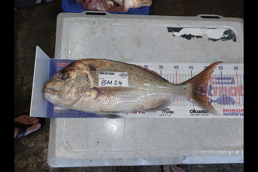 Scott burndred caught this 49.5cm Snapper at Auckland during The Export NZ Fishing Competition