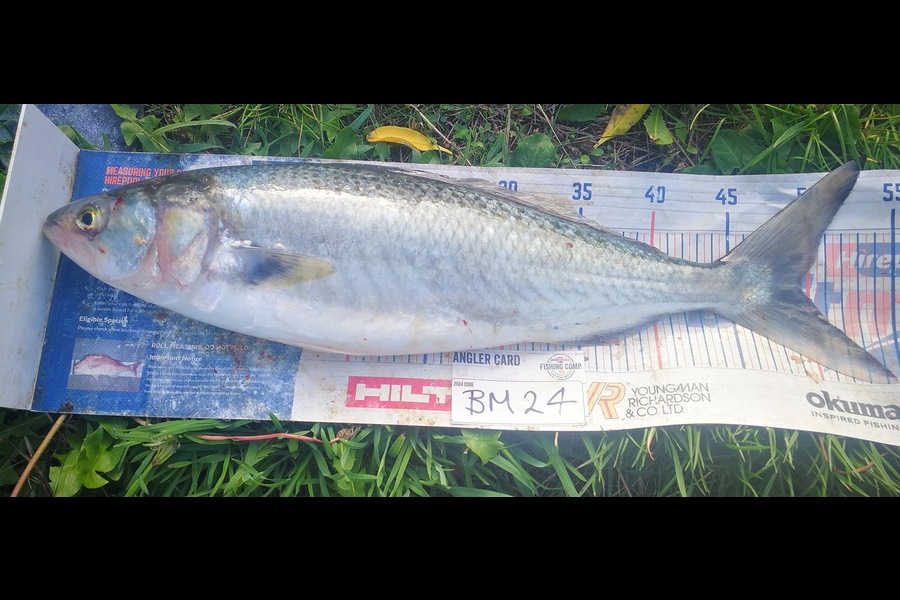Jamie-Lee Page caught this 49.5cm Kahawai at Wellington during The Export NZ Fishing Competition