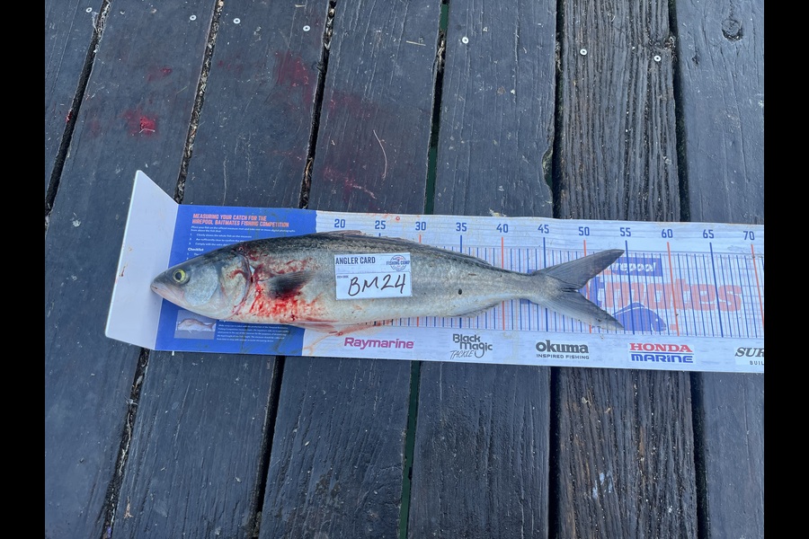 Tiaan Hudson caught this 48.5cm Kahawai at Northland during The Export NZ Fishing Competition