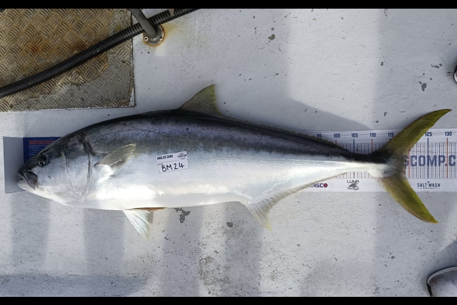 Ryan Hardie caught this 119.0cm Kingfish at Northland during The Export NZ Fishing Competition