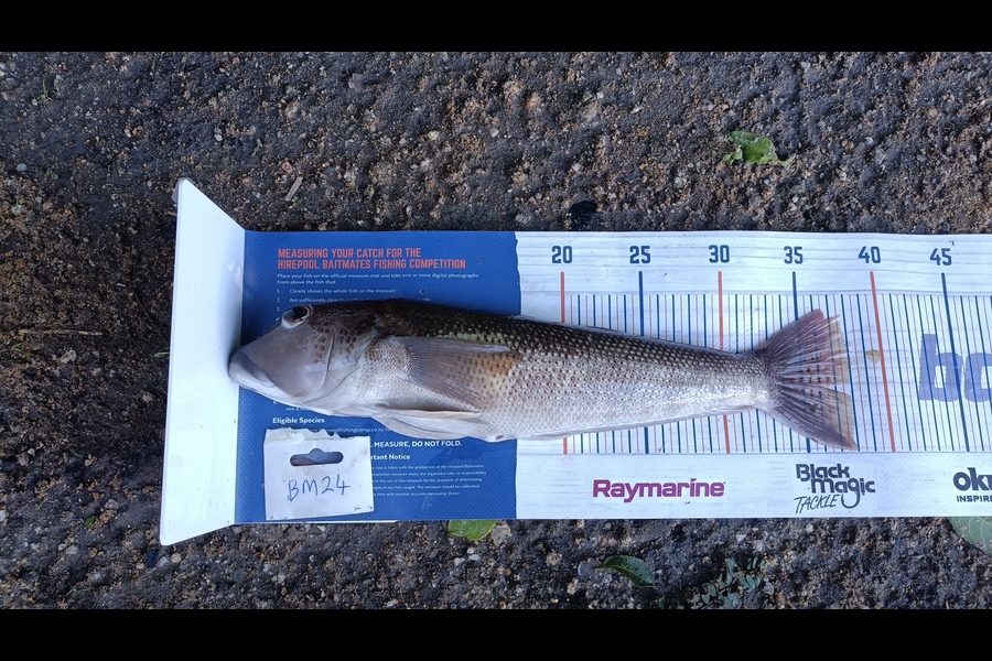 Tracy Holland caught this 38.0cm Blue Cod at Nelson/Marlborough during The Export NZ Fishing Competition