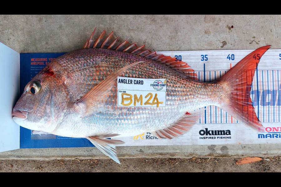 Rachel Lowe caught this 43.0cm Snapper at Auckland during The Export NZ Fishing Competition
