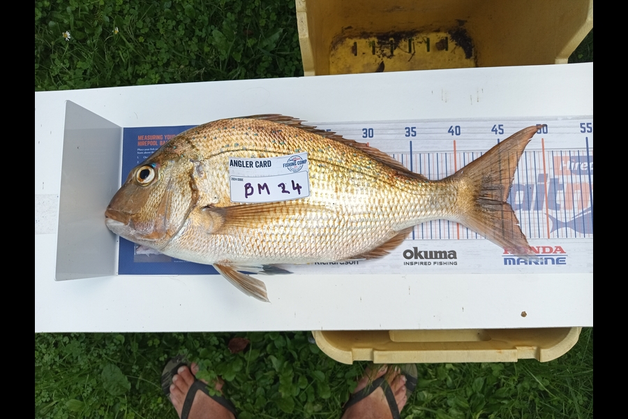 Neil Constable caught this 45.0cm Snapper at Bay of Plenty during The Export NZ Fishing Competition