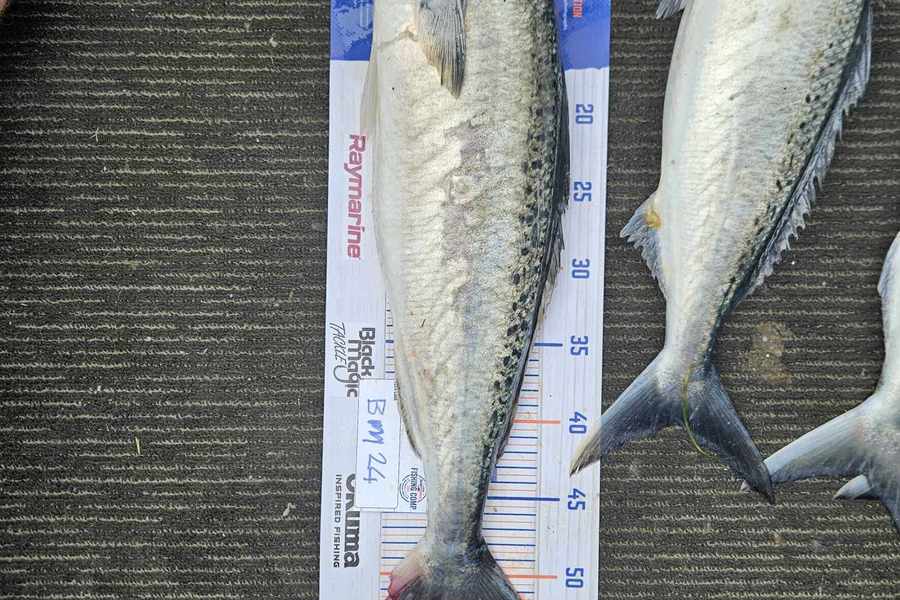 Shaun Owen caught this 52.5cm Kahawai at Northland during The Export NZ Fishing Competition