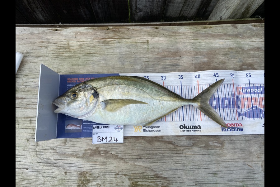 Marshall Wells caught this 42.0cm Trevally at Taranaki during The Export NZ Fishing Competition