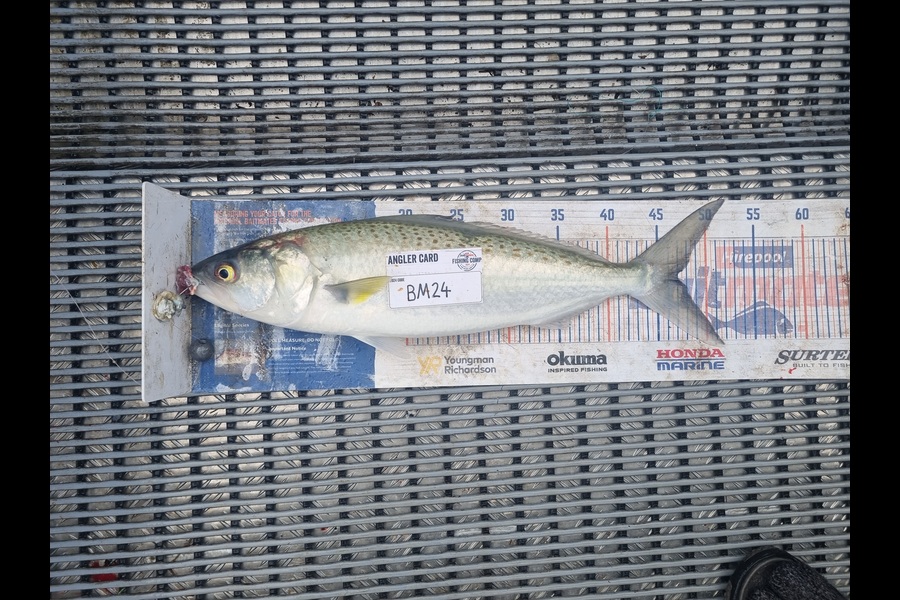 Jayden Emtage caught this 47.0cm Kahawai at Northland during The Export NZ Fishing Competition