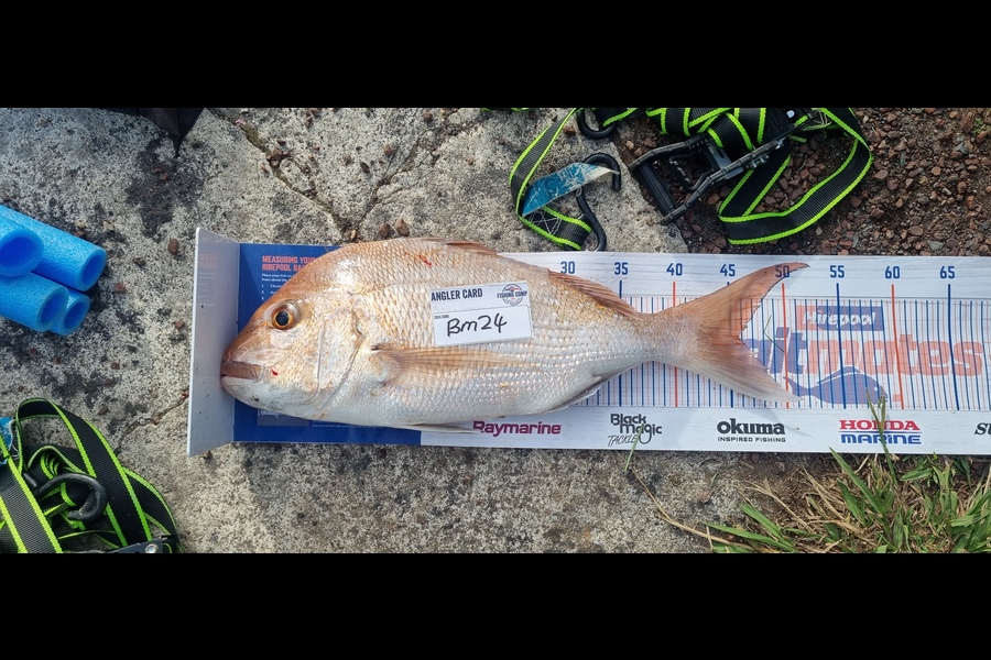 Tain Rookes caught this 45.5cm Snapper at Waikato during The Export NZ Fishing Competition