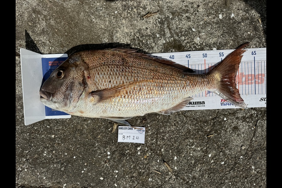 Kodi Russell-Owen caught this 59.0cm Snapper at Northland during The Export NZ Fishing Competition