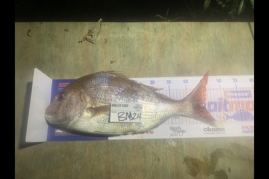 Josh Bolton caught this 45.0cm Snapper at Wellington during The Export NZ Fishing Competition
