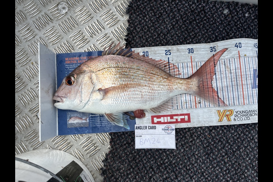 David  Griffin caught this 34.0cm Snapper at Coromandel during The Export NZ Fishing Competition