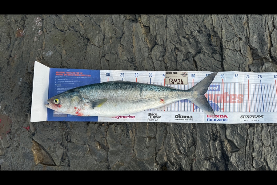 Brodie Sullivan-Richards caught this 53.5cm Kahawai at Wairarapa
 during The Export NZ Fishing Competition