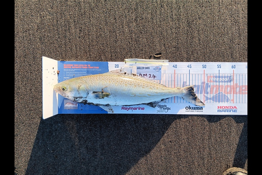 Richard Cash caught this 46.5cm Kahawai at Manawatu during The Export NZ Fishing Competition