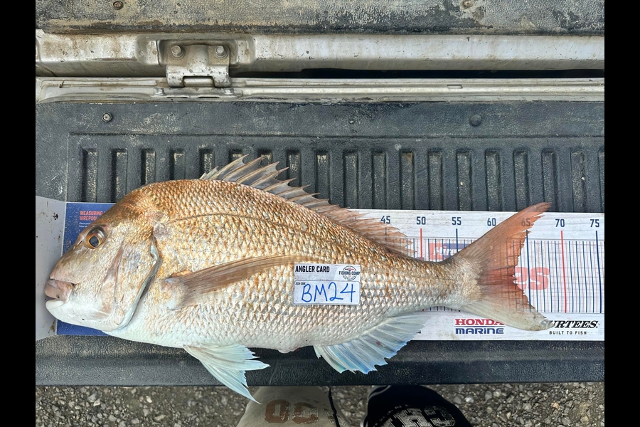 Peter Dunn caught this 63cm Snapper at Northland during The Export NZ Fishing Competition