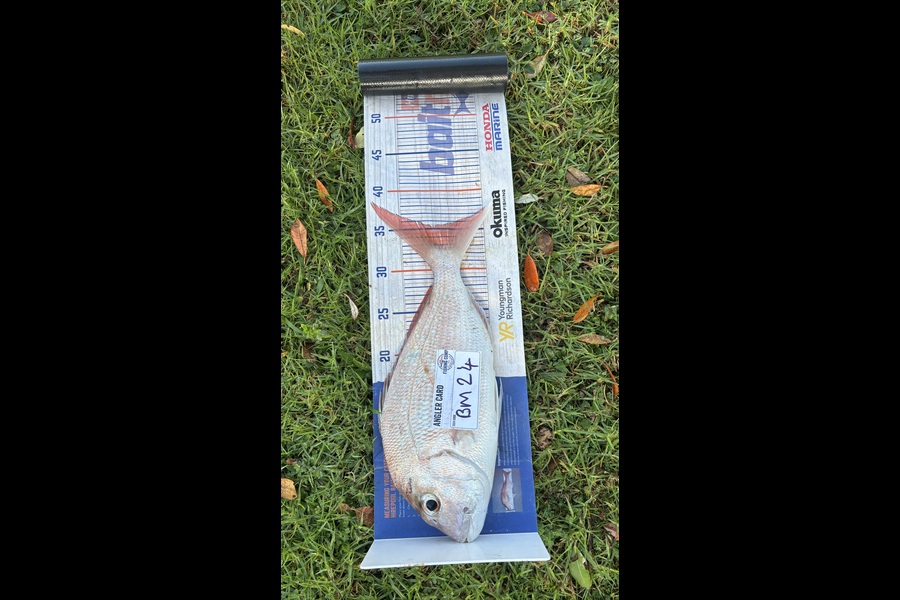 Noah Leaning caught this 35.0cm Snapper at Northland during The Export NZ Fishing Competition