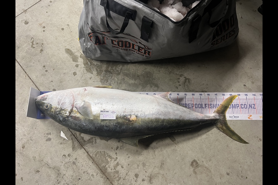 Joshua Scales caught this 120.0cm Kingfish at Coromandel during The Export NZ Fishing Competition