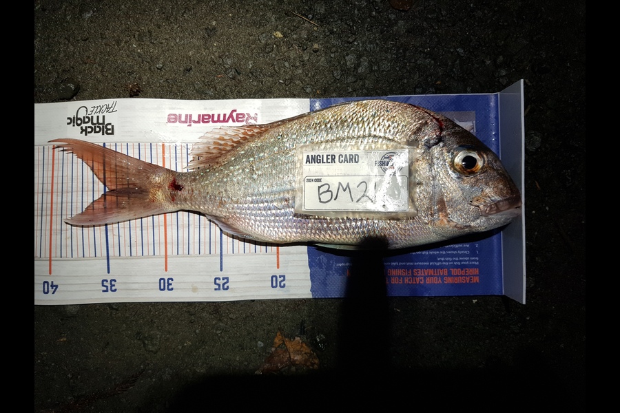 Stephen Nilsson caught this 34cm Snapper at Auckland during The Export NZ Fishing Competition