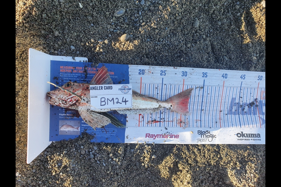 Trent Barrett caught this 31.5cm Gurnard at Hawkes Bay during The Export NZ Fishing Competition
