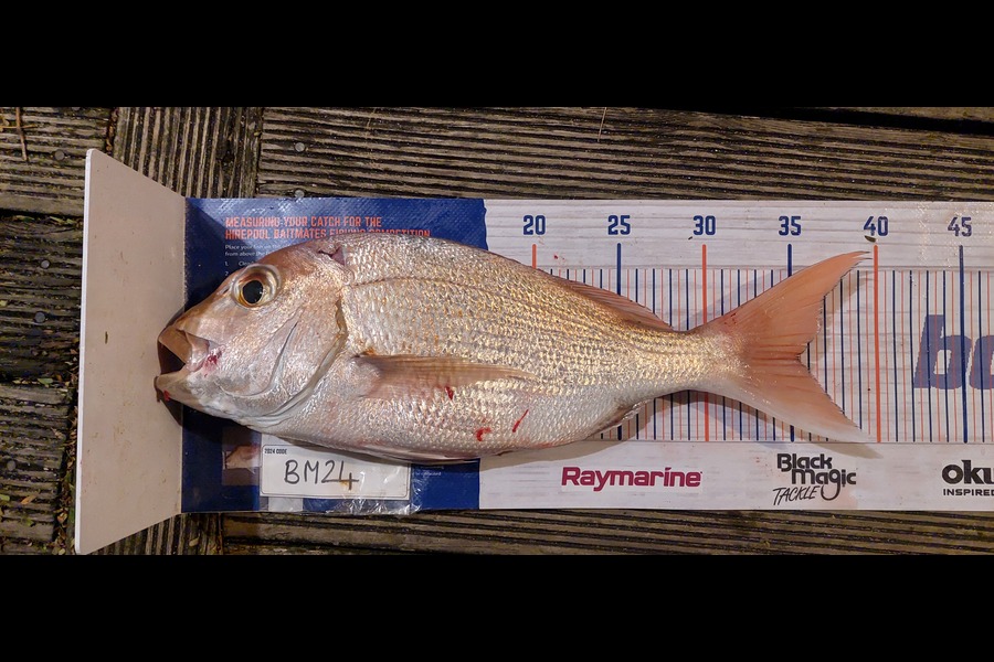 Hadleigh Brewer caught this 35.5cm Snapper at Coromandel during The Export NZ Fishing Competition