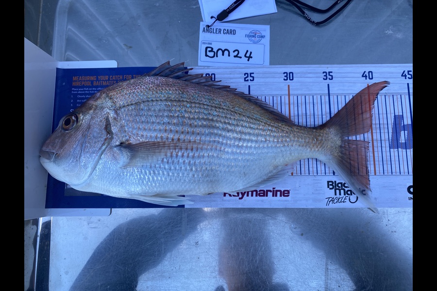 Oscar Shergold caught this 39.5cm Snapper at Hawkes Bay during The Export NZ Fishing Competition