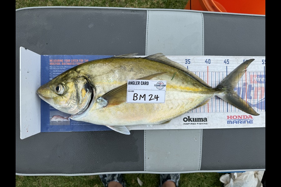 Cain Manley caught this 46.5cm Trevally at Bay of Plenty during The Export NZ Fishing Competition